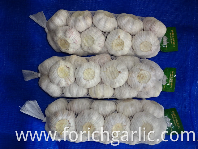 Normal White Garlic